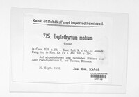 Pilidium acerinum image